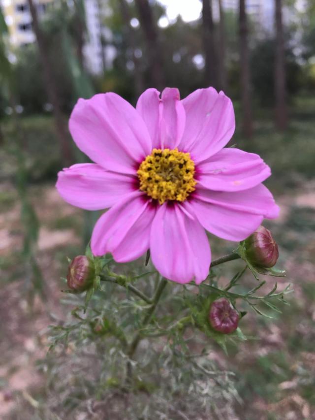 描写植物的优美句子，描写植物的优美句子摘抄（五彩斑斓千姿百态）