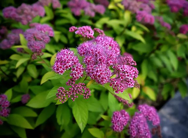 冬季里最耐寒的15种花卉，冬季里最耐寒的15种花卉庭院（小院可以种40种花）