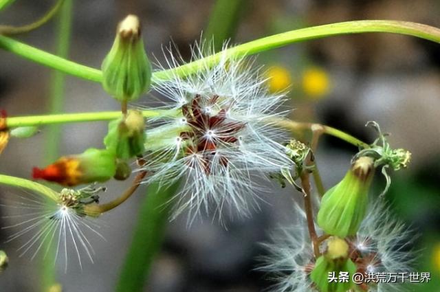 植物的传播方法，其他植物的传播方法有哪几种（十种植物的传播方法）