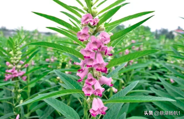 举什么投什么(摩什么擦什么的成语)