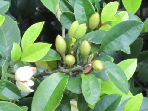 含笑花什么时候开花，分享图片——深山里（含笑花何时开花）