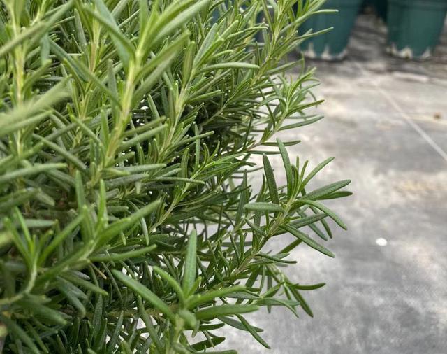 迷迭香的养殖方法和注意事项，迷迭香养殖方法与技巧（能长成小树）