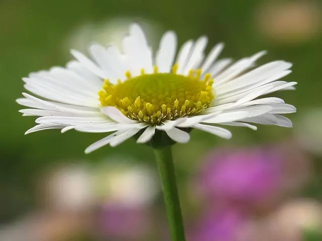 菊花的寓意和象征，不同颜色菊花的象征意义（象征高尚纯洁的菊花）