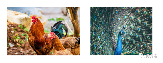 泰国橡木和橡胶木区别，泰国橡木和橡胶木区别在哪（你有勇气知道真相吗）