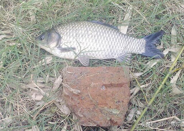 钓鲫鱼绝佳饵料配方，好用的鲫鱼饵料不用买