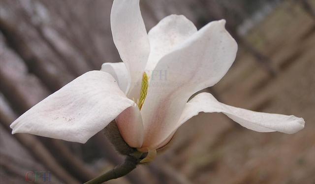 广玉兰（广玉兰花），在园林绿化中常见的几种玉兰花（玉兰花 广玉兰）