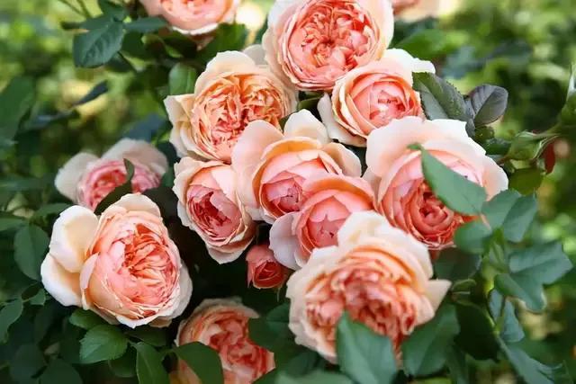 免打扰模式怎么设置，手机免打扰模式在哪里设置（手机免打扰模式开启）