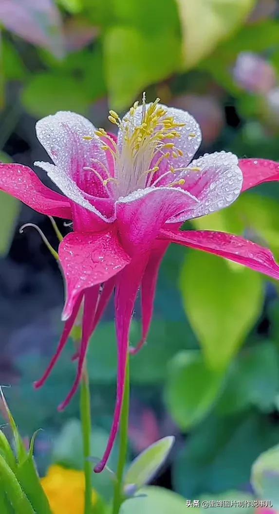 腊梅图片，一花一世界（腊梅图片）