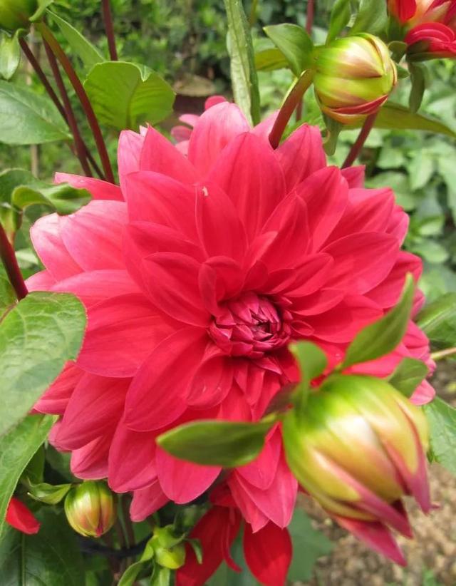 夸赞女人漂亮的句子，夸女人的美言佳句（女人如花，绚烂绽放，活出精彩）