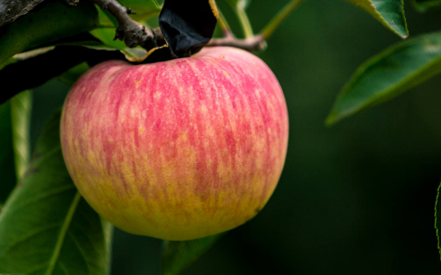 苹什么意思解释,苹字笔画笔顺(苹怎么读?苹的读音和意思)