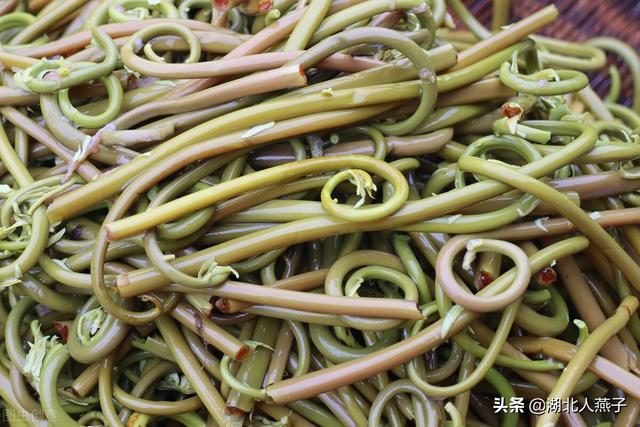 农村100种野菜图片，野菜的种类（常见的野菜图片与名字）