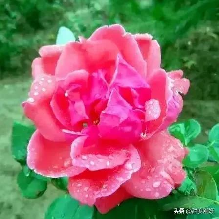 四字词语鲜艳夺目如何怎么样造句子，形容色彩鲜艳绚丽的四字词语（美丽动人的花花）