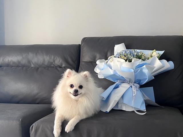 博美犬的优缺点，博美犬的优缺点及性格（博美优缺点：花2分钟看完）