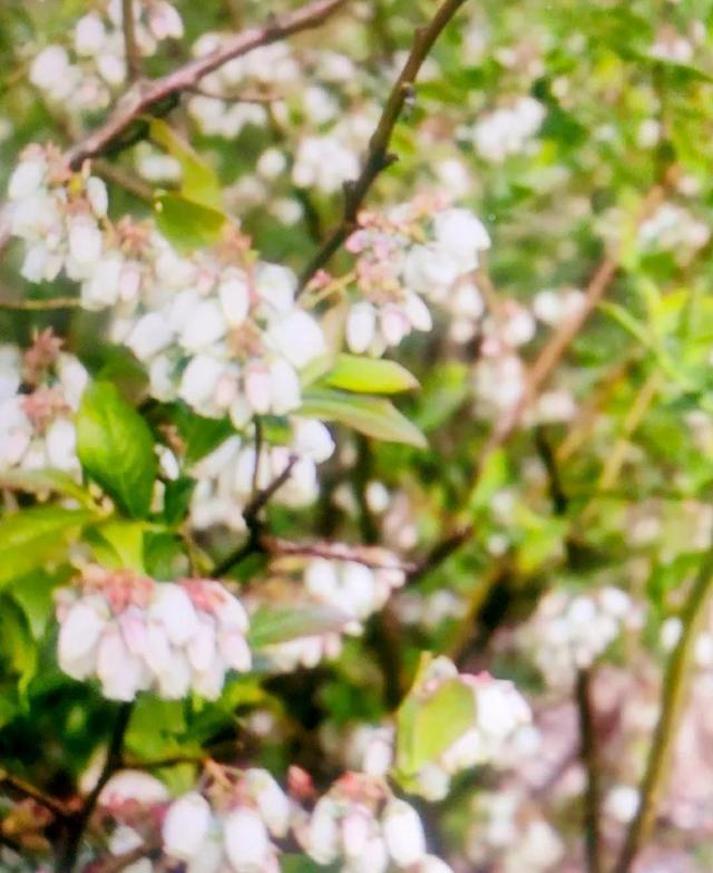 蓝莓什么季节能成熟，蓝莓一般在几月份成熟（蓝莓开花到结果的完整过程）