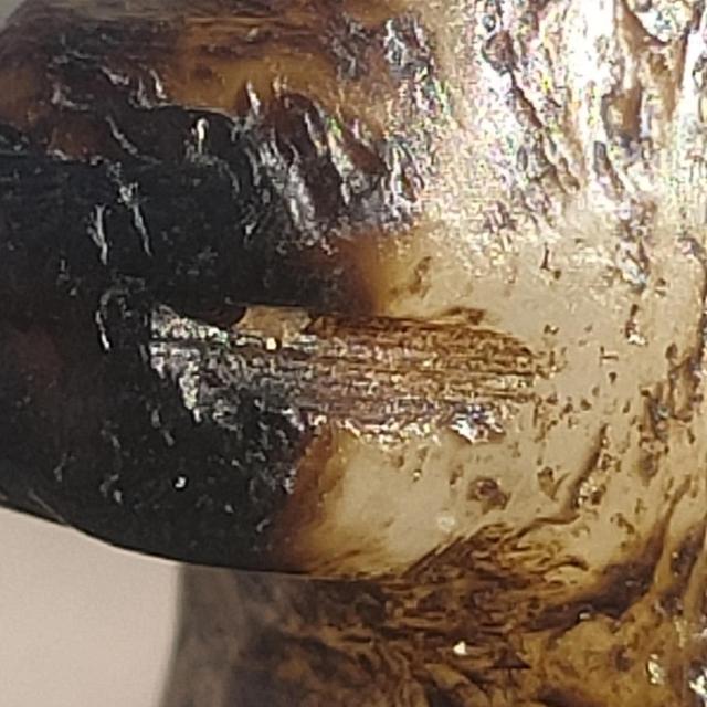 鸡的霸气语录，山鸡霸气语录（替俺的小公鸡辩解两句）