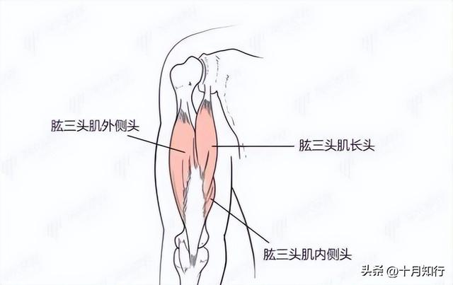 怎么练小臂肌肉，如何训练小臂肌肉（了解手臂肌肉结构及特点）