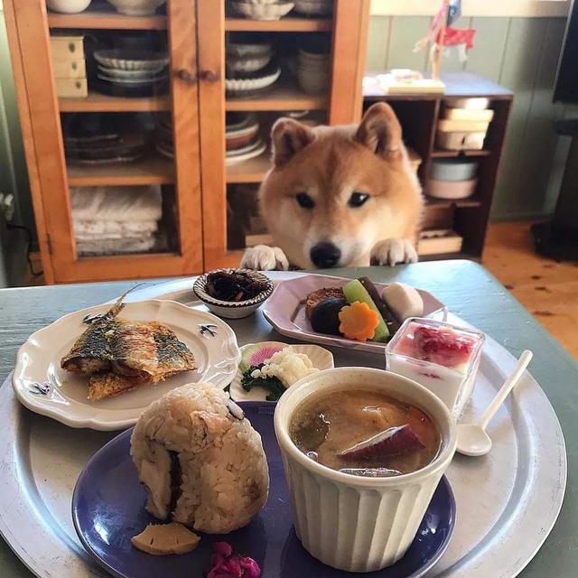 秋田犬和柴犬的区别，如何区分柴犬与秋田犬（教你轻松分辨秋田犬和柴犬）