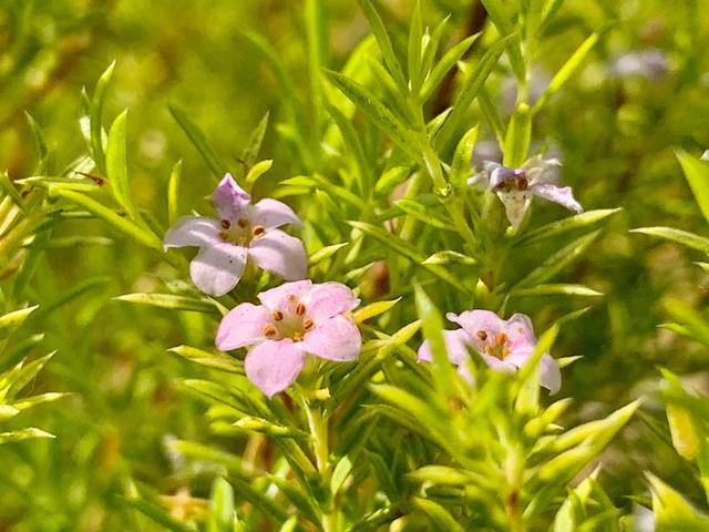 鲜花的花语和花的数目的寓意，鲜花数量的寓意（100种迷人的“数字花”）