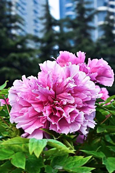 夸赞女人漂亮的句子，夸女人的美言佳句（女人如花，绚烂绽放，活出精彩）