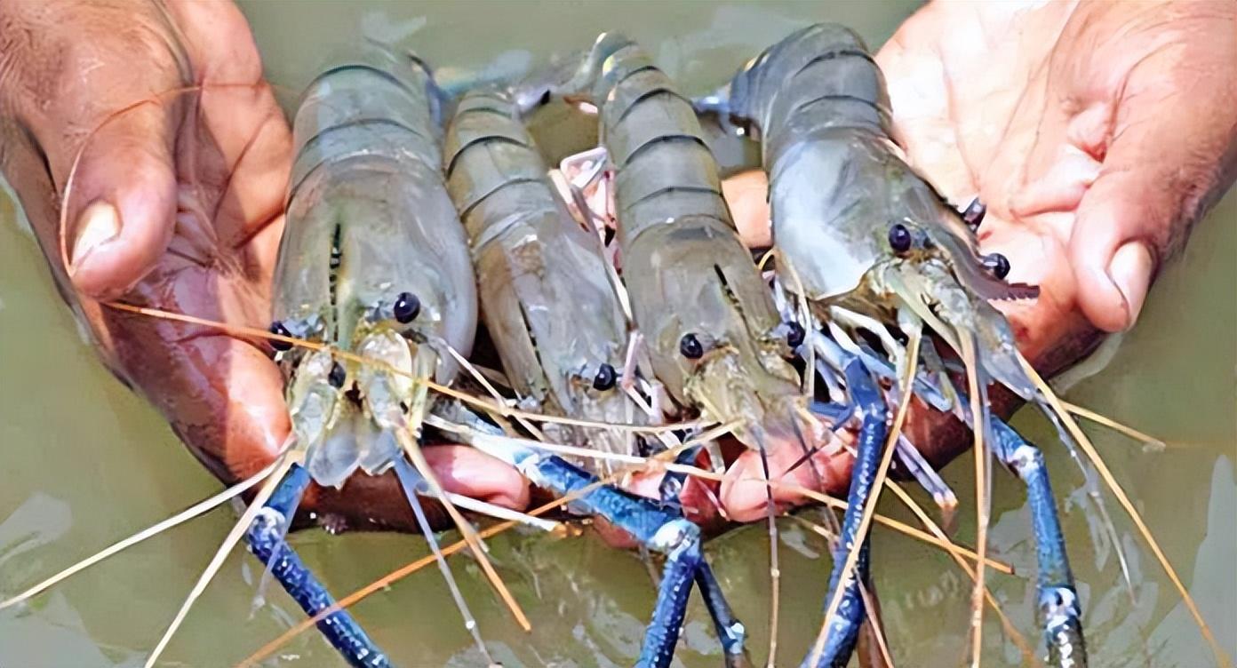罗氏沼虾(罗氏沼虾的发展现状) - 去钓鱼