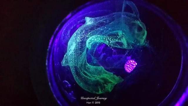 什么是具足虫，具足虫平安名堇（窥探奇异生物的世界）