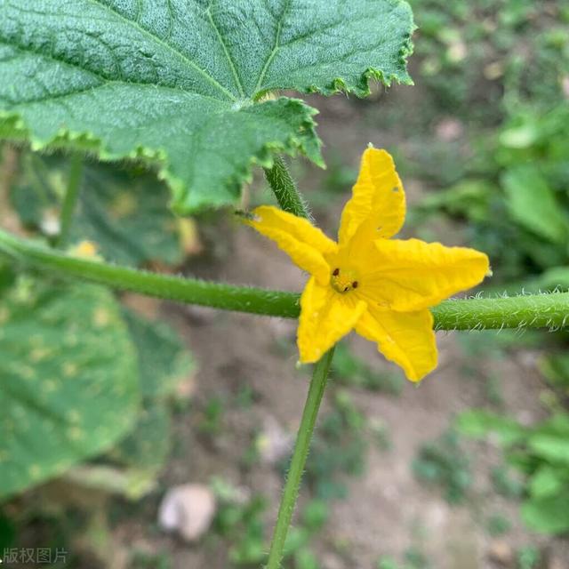 刺瓜种植方法，黄瓜脆嫩高产顶呱呱