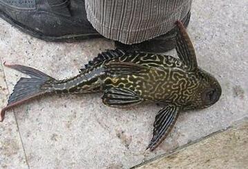 清道夫鱼能吃吗，清道夫鱼为什么不能吃（清道夫鱼是什么样子,能不能吃）