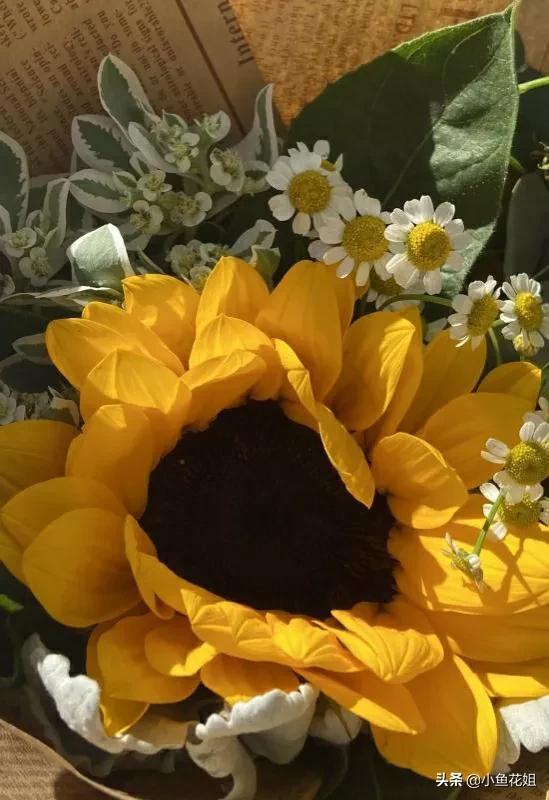 母亲节送什么花，母亲节送什么花最适合（能送给母亲的花不只是康乃馨）