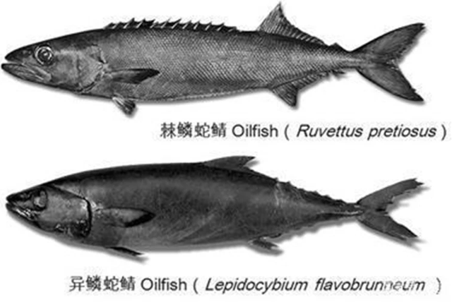 油鱼和鳕鱼的区别图片，油鱼和鳕鱼是什么鱼（油鱼和鳕鱼怎么区分）