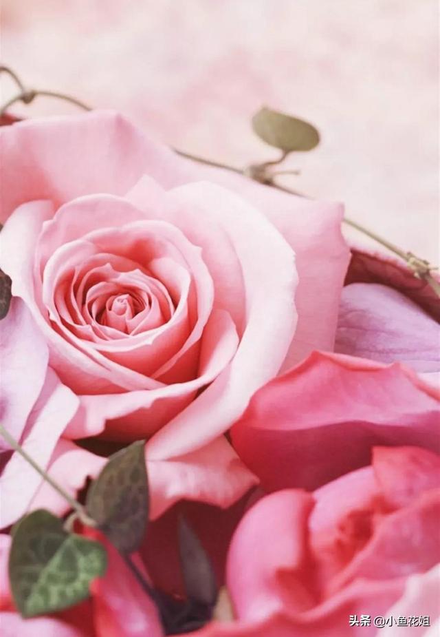 母亲节送什么花，母亲节送什么花最适合（能送给母亲的花不只是康乃馨）