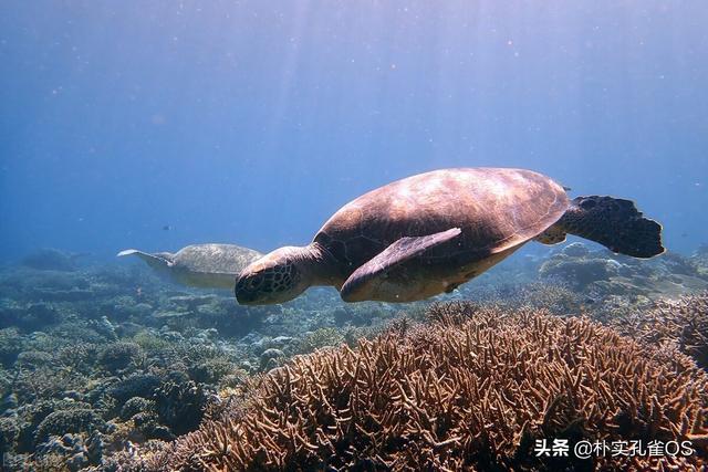 奇妙的海底世界，奇妙又罕见的海底世界（奇妙的海底世界）