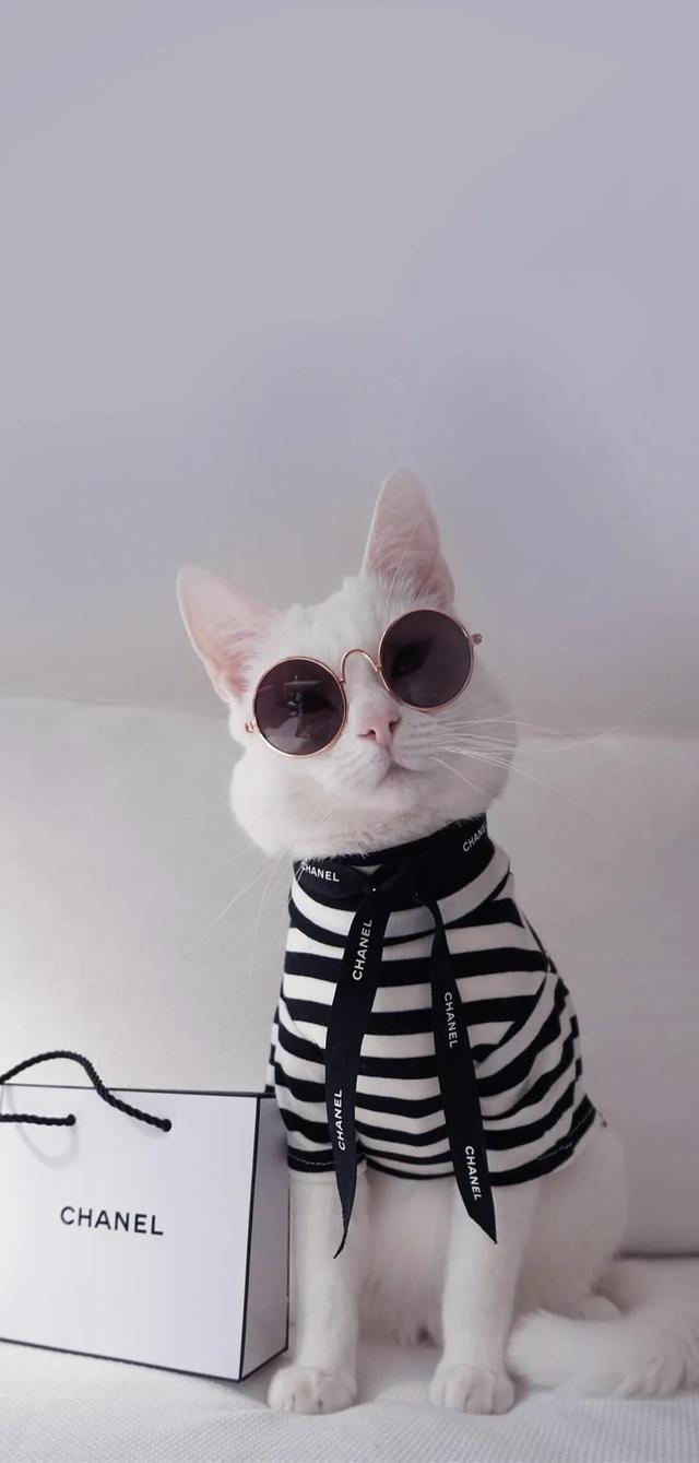 温暖治愈系卡通图片(壁纸丨高清全屏萌萌的动物壁纸)