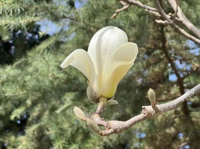 遇见最美的小镇，去针灸小镇赴一场玉兰之约~