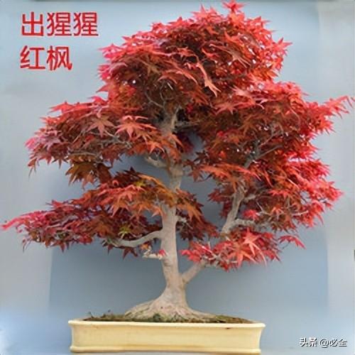 枫叶有什么特点，枫叶有什么特点和作用（园林中常见的枫树种类有哪些）