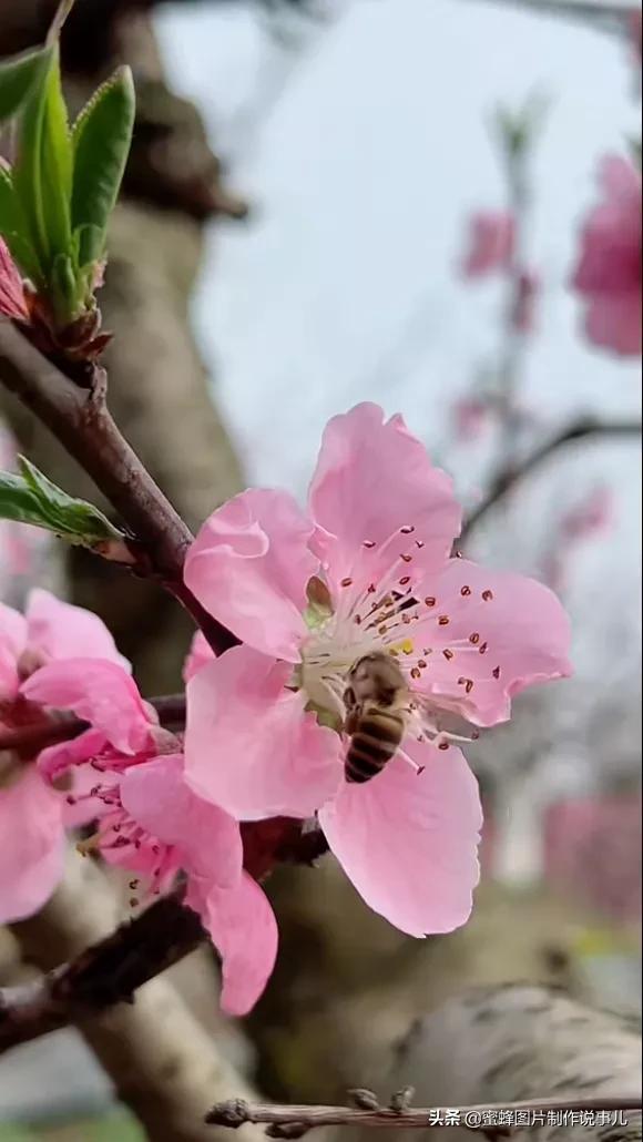 风景美图，风景美图壁纸（鲜花争艳，美景如画，过目不忘）