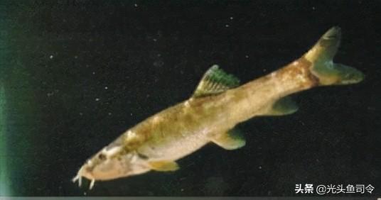 长江名贵鱼前十名，10大凶猛淡水鱼（我国保护的鱼类有87种）