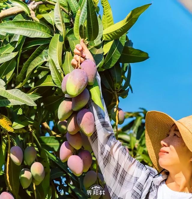 广西的特产水果有哪些，广西的特产有什么水果（满足水果控们的所有期望）