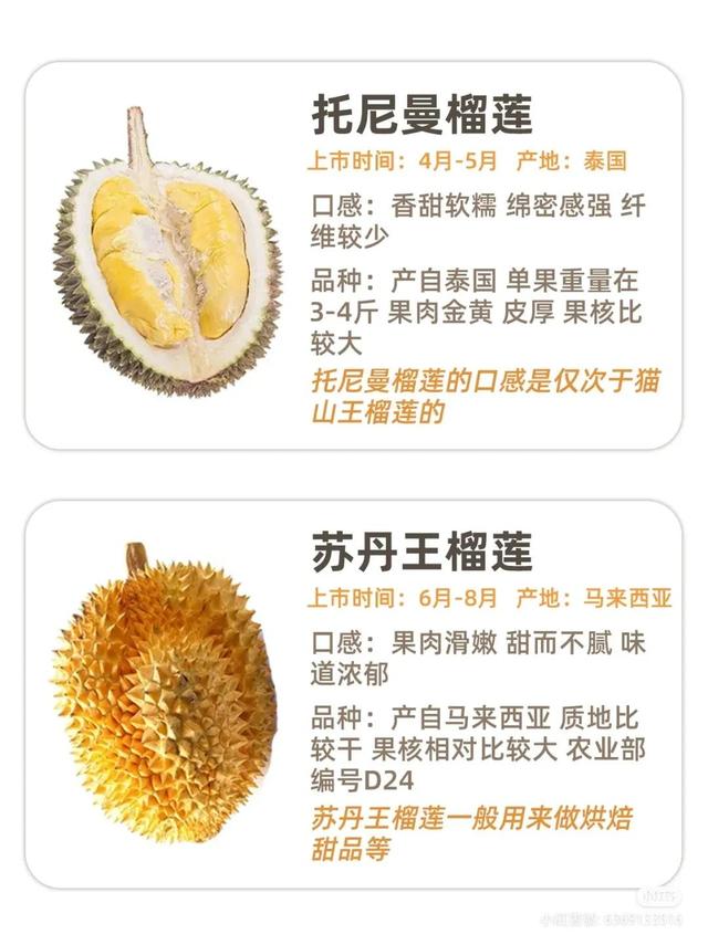 苏丹王榴莲是什么季节，苏丹王榴莲是什么季节的（常见榴莲的区别及口感）