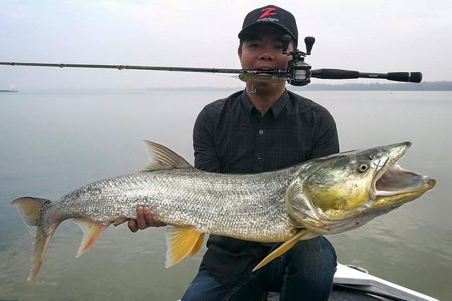 白色的鱼是什么鱼，白色的观赏大鱼是什么鱼（黑龙江鱼类之“三十二杂鱼”图谱）