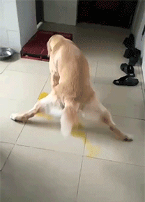 好狗的特征，好狗有什么特征（狗狗有这些“特征”）