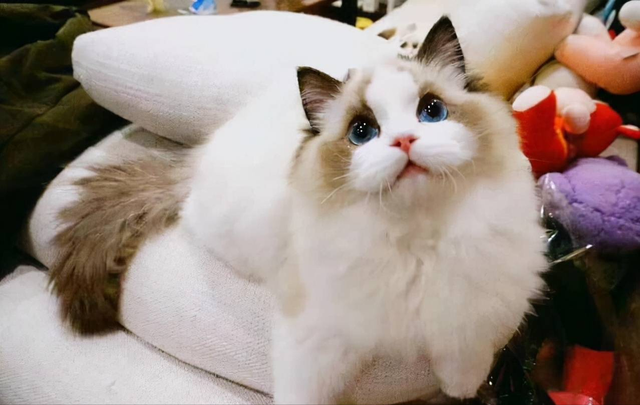 最不建议养的10种猫，这几种猫越养越心累