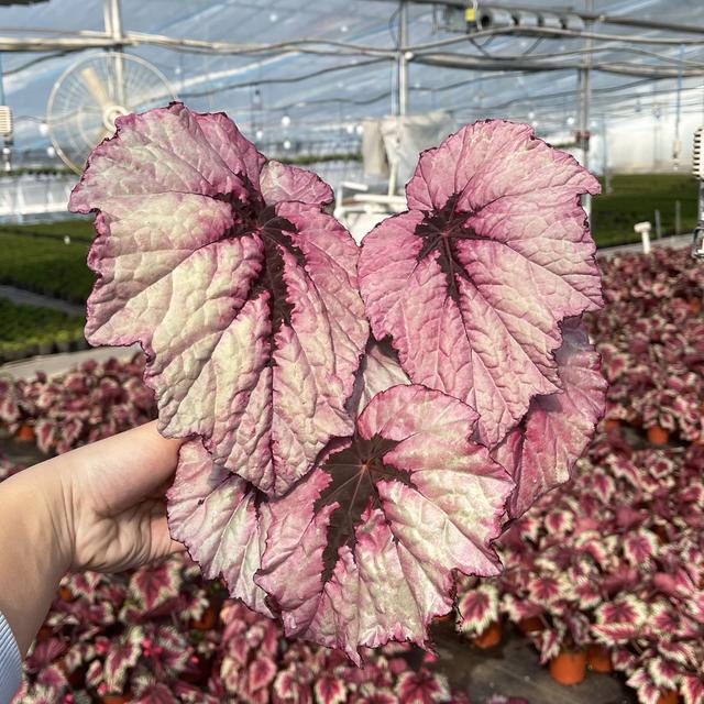 可以种在阳台的大型绿植，可以种在阳台的大型绿植品种（能养8种“大叶花”）