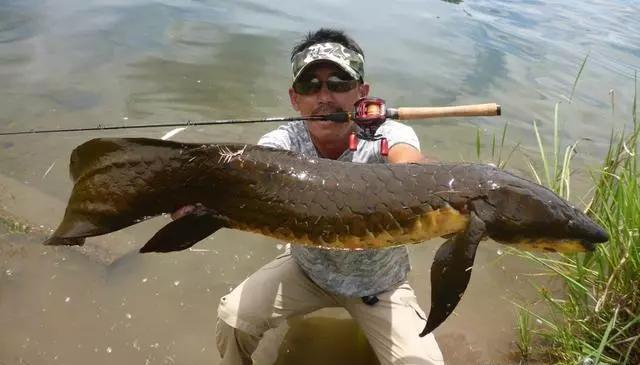 肺鱼花了4亿年！，非洲肺鱼图片（能深藏地下不吃不喝好几年）