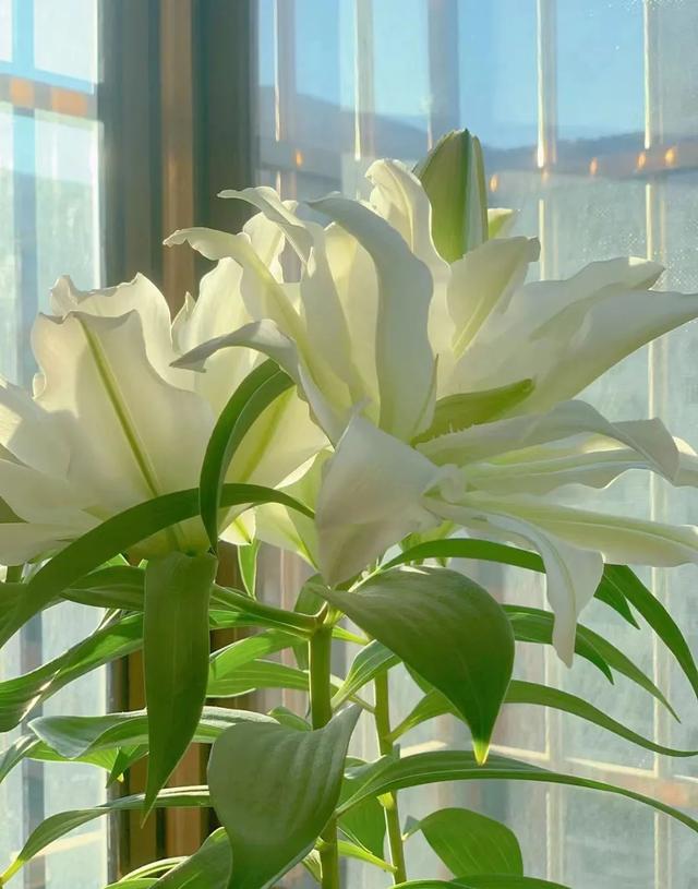 春天开的常见的花，春天开的常见的花图片（超齐全的播种时间表）