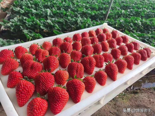 中国哪里盛产草莓啊，中国哪里产的草莓最好吃（这8个地方比较出名）