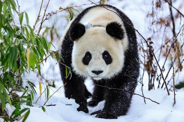 大熊猫为什么被视为中国的国宝，大熊猫为什么被视为中国的的国宝（那它是如何成为我国独有的物种的）