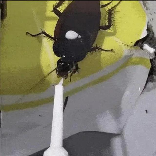 蟑螂为什么不能踩死，蟑螂为什么不能踩（蟑螂到底可不可以踩）