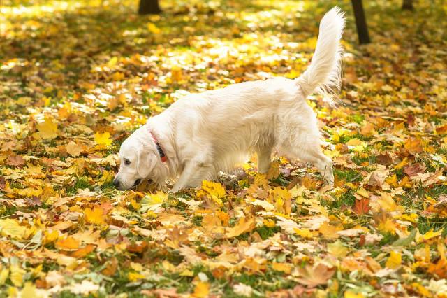 狗与犬的区别在哪，狗和犬的区别（为什么狼群不敢招惹牧羊犬）