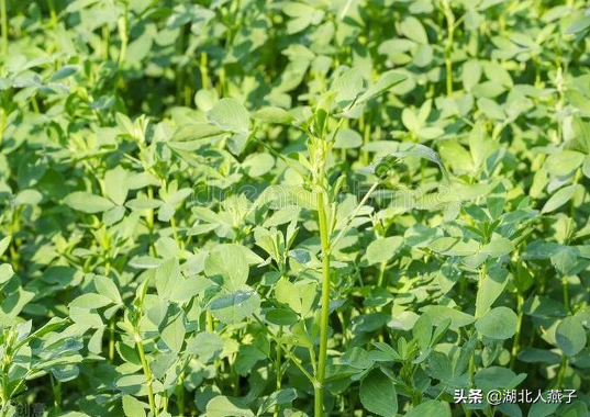 农村100种野菜图片，农村100种常见野菜（让你轻松认识各种野菜和吃法）