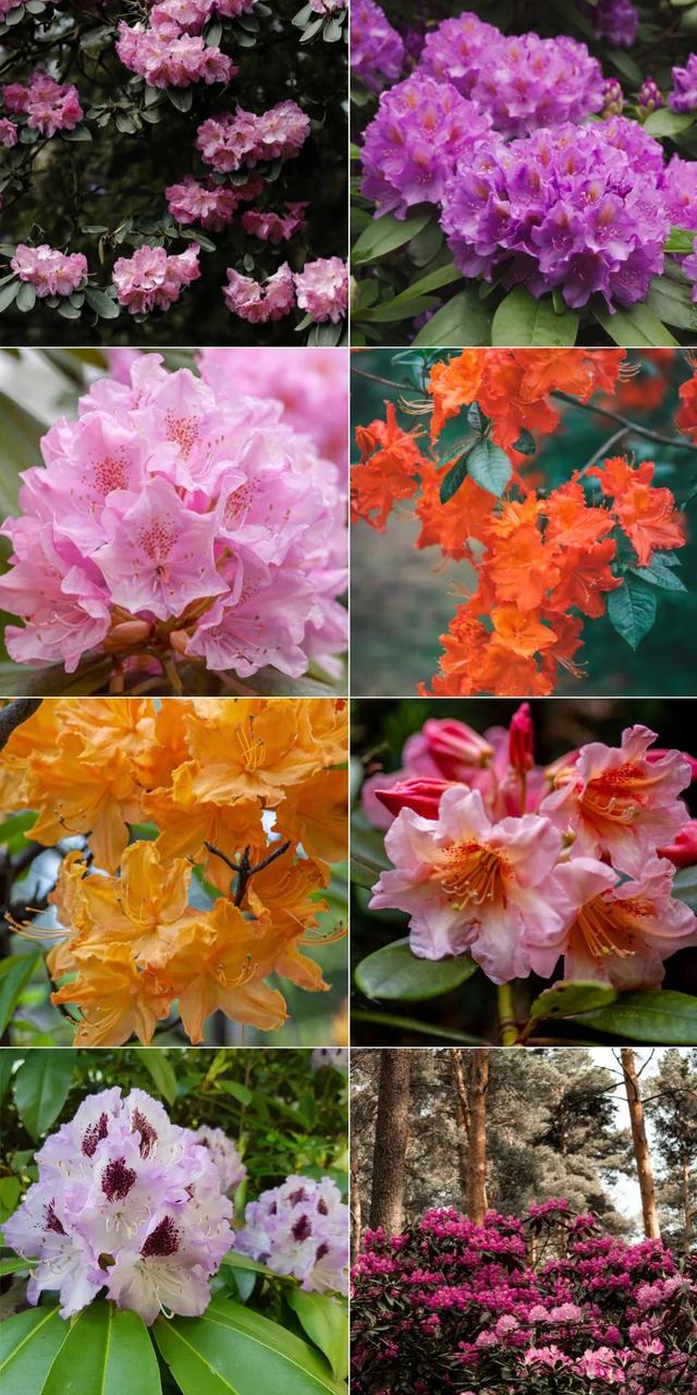 用来比喻爱情的动物，用动物比喻爱情的句子（也该成为四川人的恋爱标配）